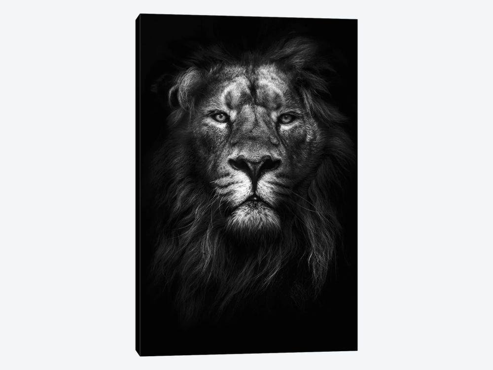 Canvas Wall Decor Prints - Lions Art D796240