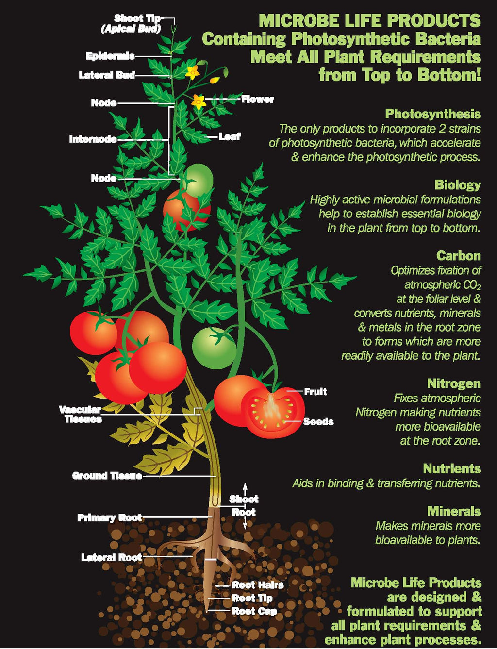 Photosynthesis Plus Pint M773813